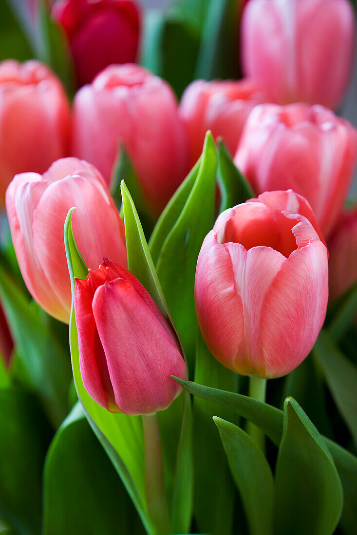 Nahaufnahme eines Tulpenstraußes und Blätter; Calgary, Alberta, Kanada