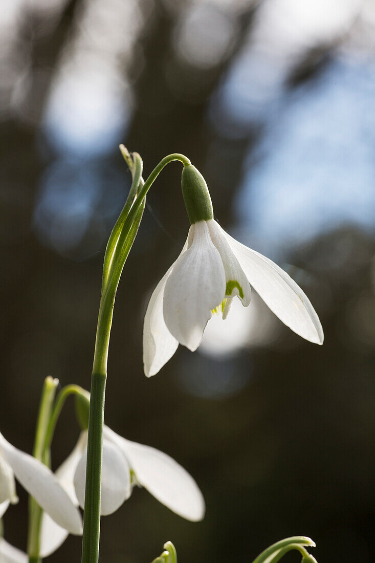 'Snowdrop (Galanthus);Northumberland England'