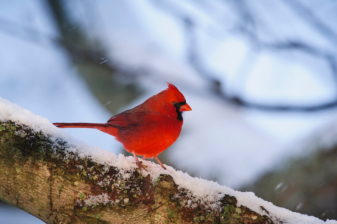 'A red northern cardinal (Cardinalis cardinalis) on a snow covered tree branch;Ohio United States of America'
