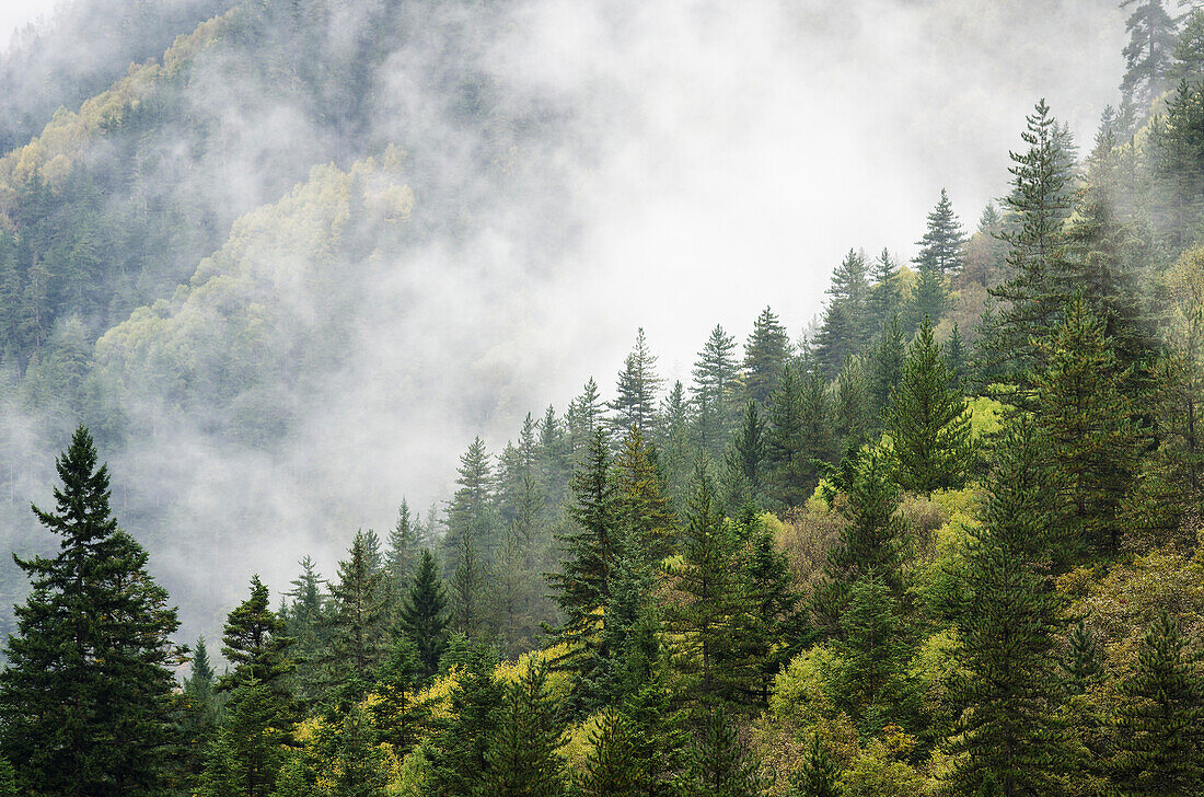 Trees in a forest shrouded in cloud
