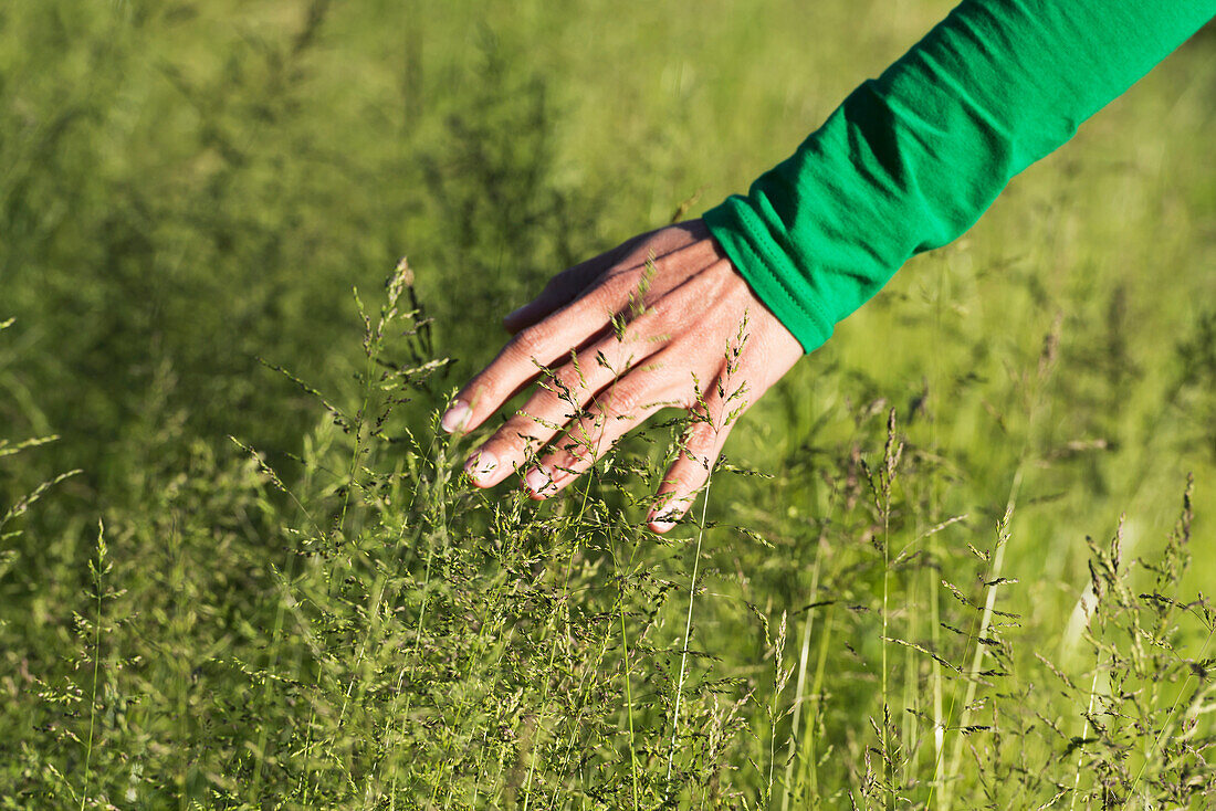 A woman's hand touching the tops of tall grasses