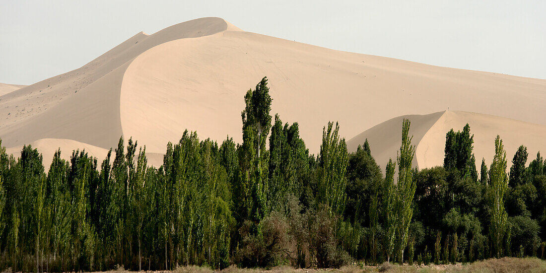 Trees and a brown sloping landscape in the background