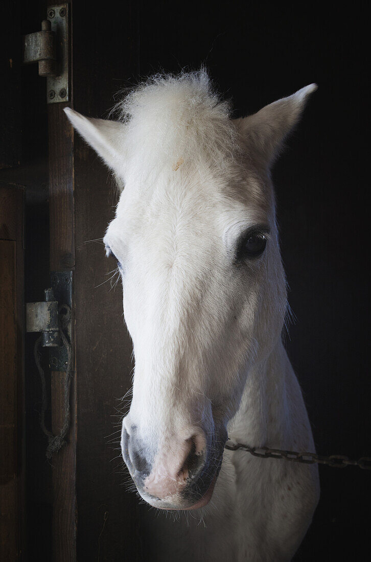 'Portrait of a white horse;Mijas malaga province costa del sol spain'
