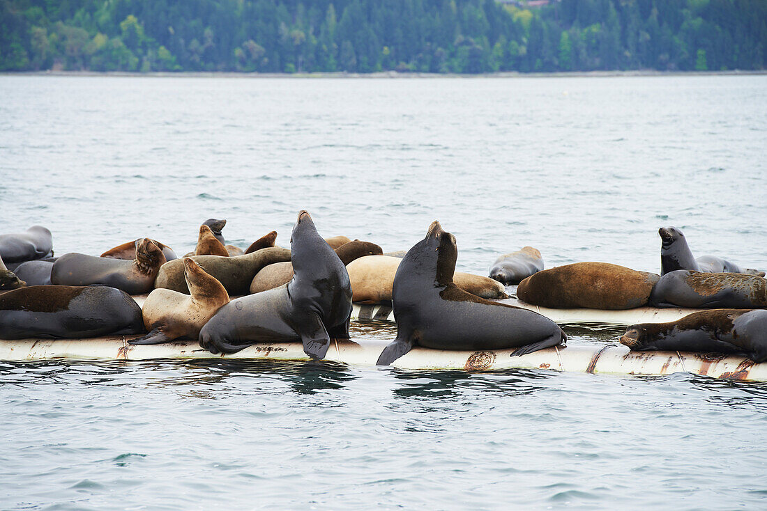 'Sea lions on manmade break water;Fanny bay british columbia canada'