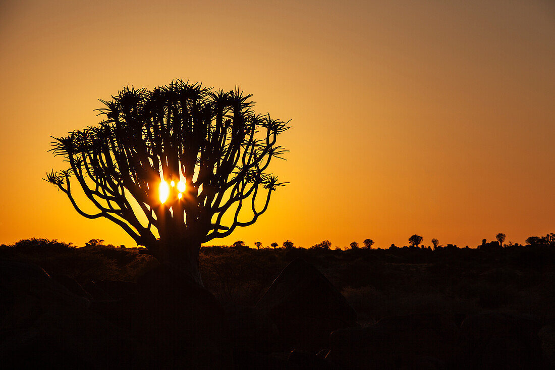 'Silhouette of a quiver tree (aloe dichotoma) at sunset;Namibia'