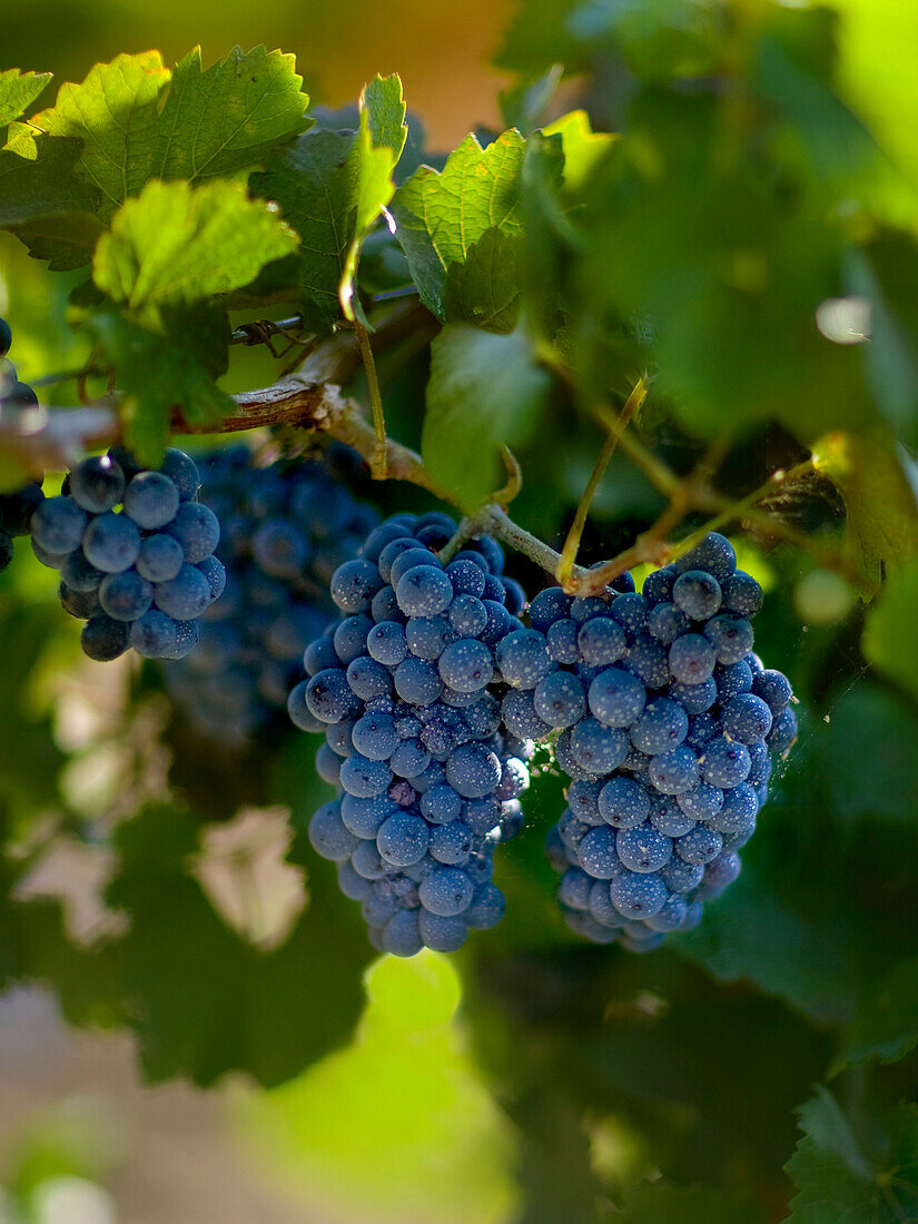 Agriculture - Mature clusters of red wine grapes on the vine / San Joaquin County, California, USA.