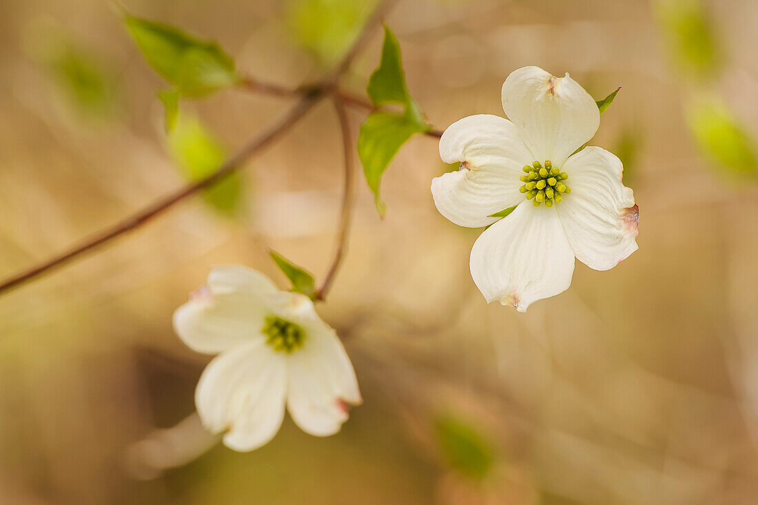 'Blossoming white dogwood flowers;Ohio united states of america'