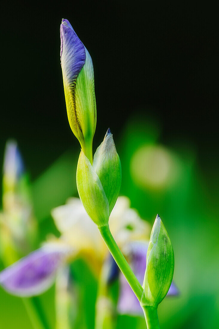 'Close up of a blossoming iris;Ohio united states of america'