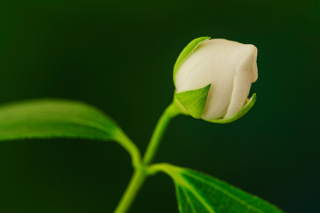 'Close up of a blossoming mock orange plant;Ohio united states of america'