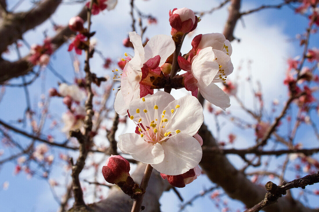 Agriculture - Apricot blossoms, fully opened / Northern California, USA.