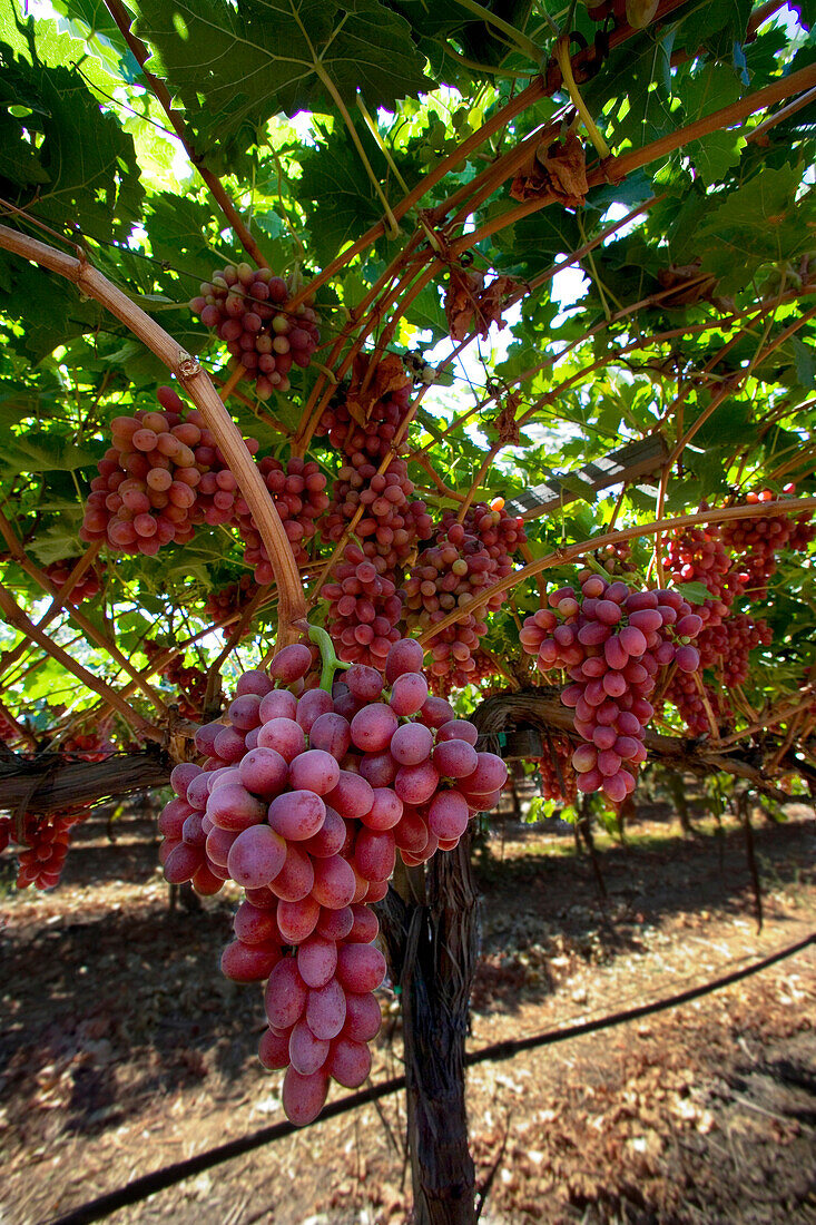 Agriculture - Clusters of mature, harvest ready, Crimson Seedless table grapes hang from the vines in late summer / Tulare County, California, USA.