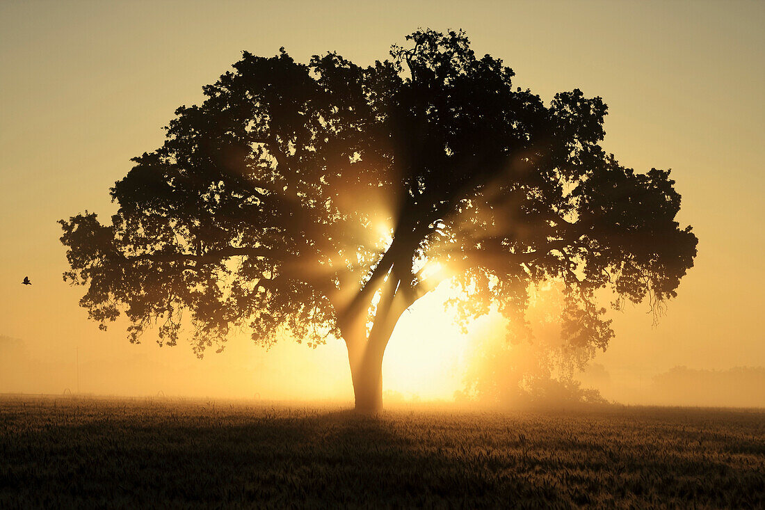 Agriculture - Maturing wheat field on a hazy morning at sunrise with Valley Oak trees in the field / near Woodland, California, USA.