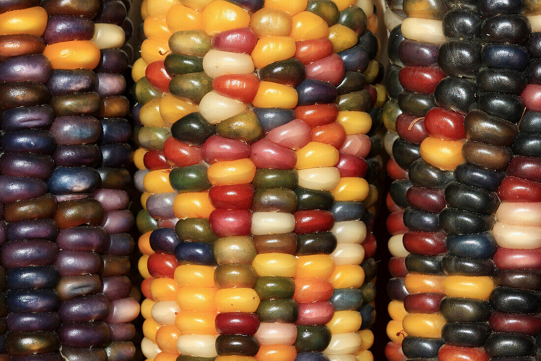 Agriculture - Closeup of mature ears of Indian corn / California, USA.