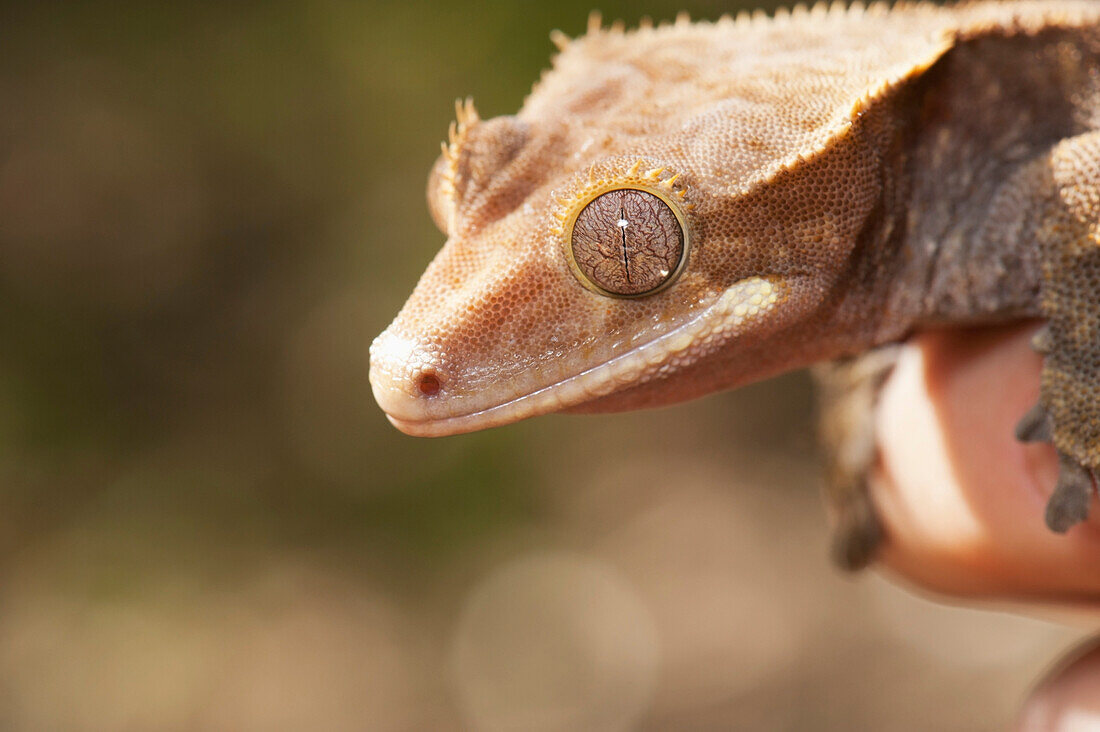 'Crested Gecko (Rhacodactylus Ciliatus); California, United States Of America'