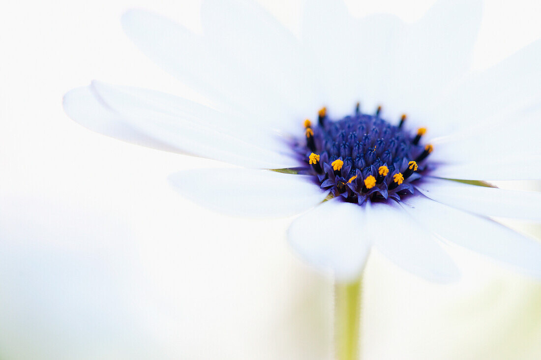 'Macro Shot Of A White Daisy With A Purple And Yellow Center Against An Out-Of-Focus White Background; California, United States Of America'