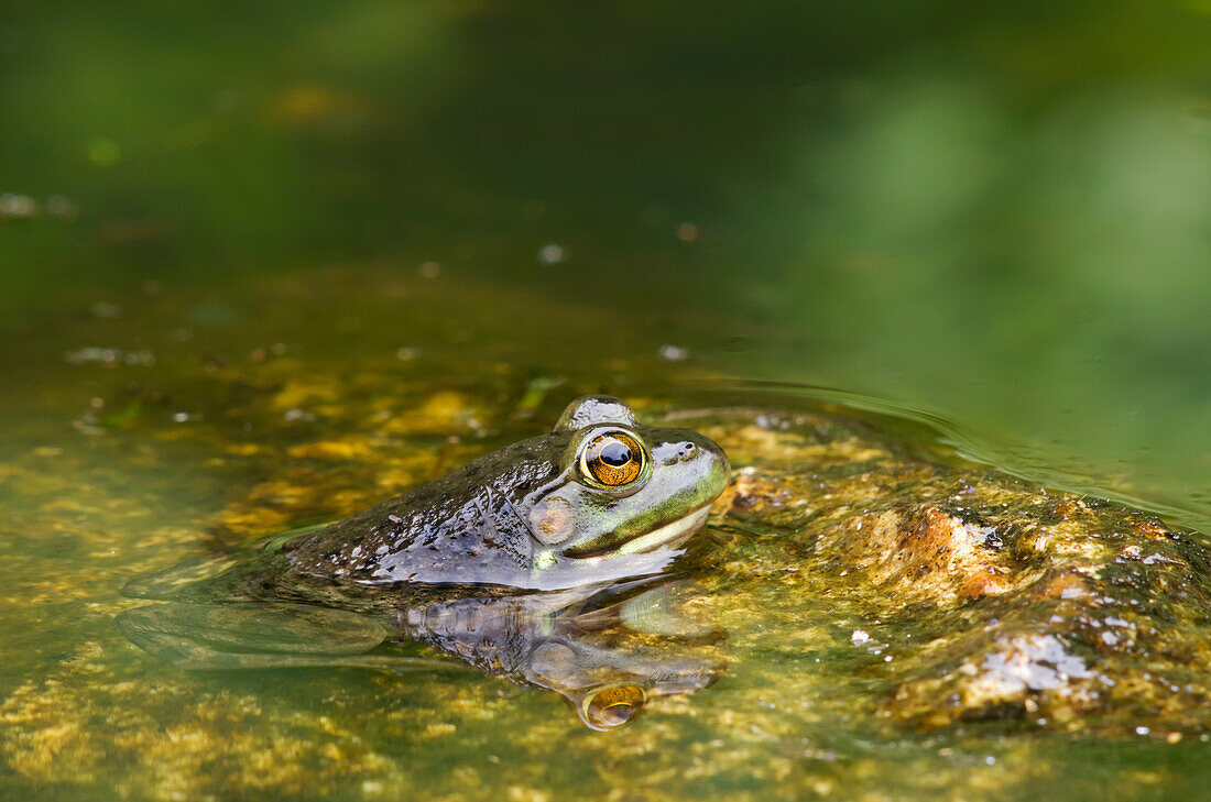 'Green Frog (Rana Clamitans Melanota), Gatineau Park; Quebec, Canada'