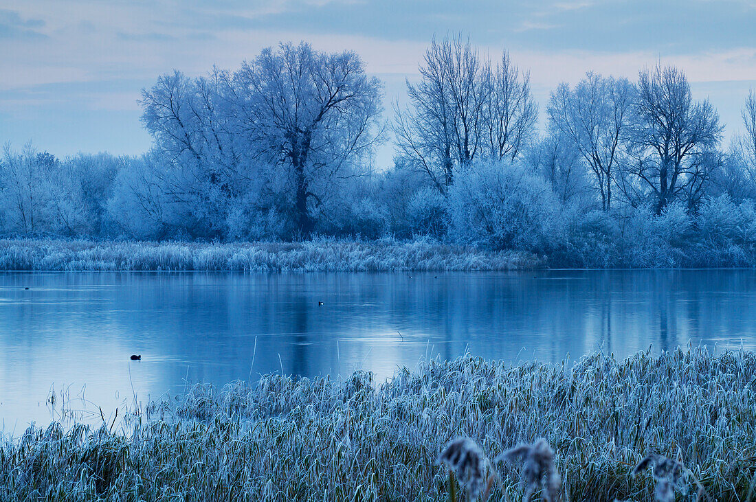 'Cotswold Water Park; Thames Head, England'