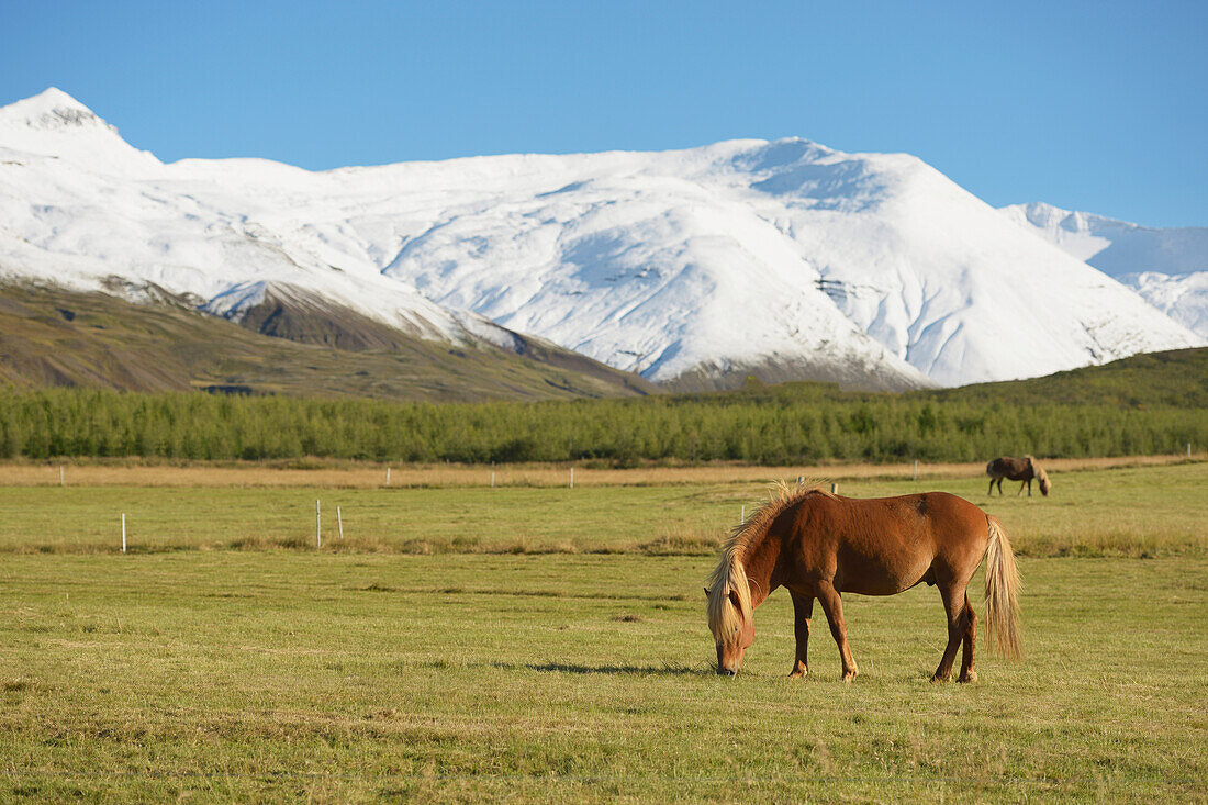 'Icelandic Horses; Nordur-Mulasysla, Eastern Fjords, Iceland'