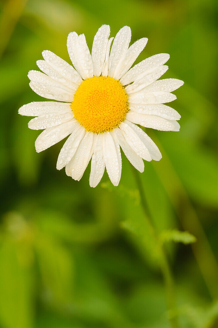 'Close Up Of An Oxeye Daisy; Ohio, United States Of America'