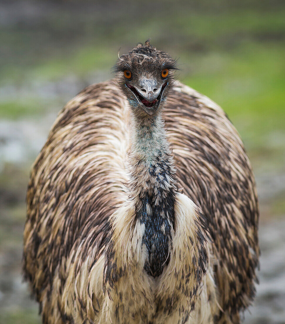 'Emu (Dromaius Novaehollandiae) At Assiniboine Park Zoo; Winnipeg, Manitoba, Canada'