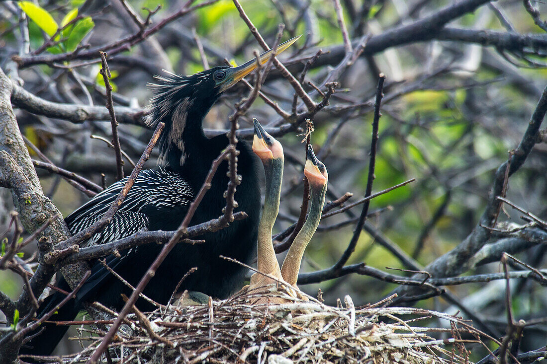'Nesting Anhinga (Anhinga Anhinga) Feeding Baby, Wakodahatchee Wetlands; Florida, United States Of America'