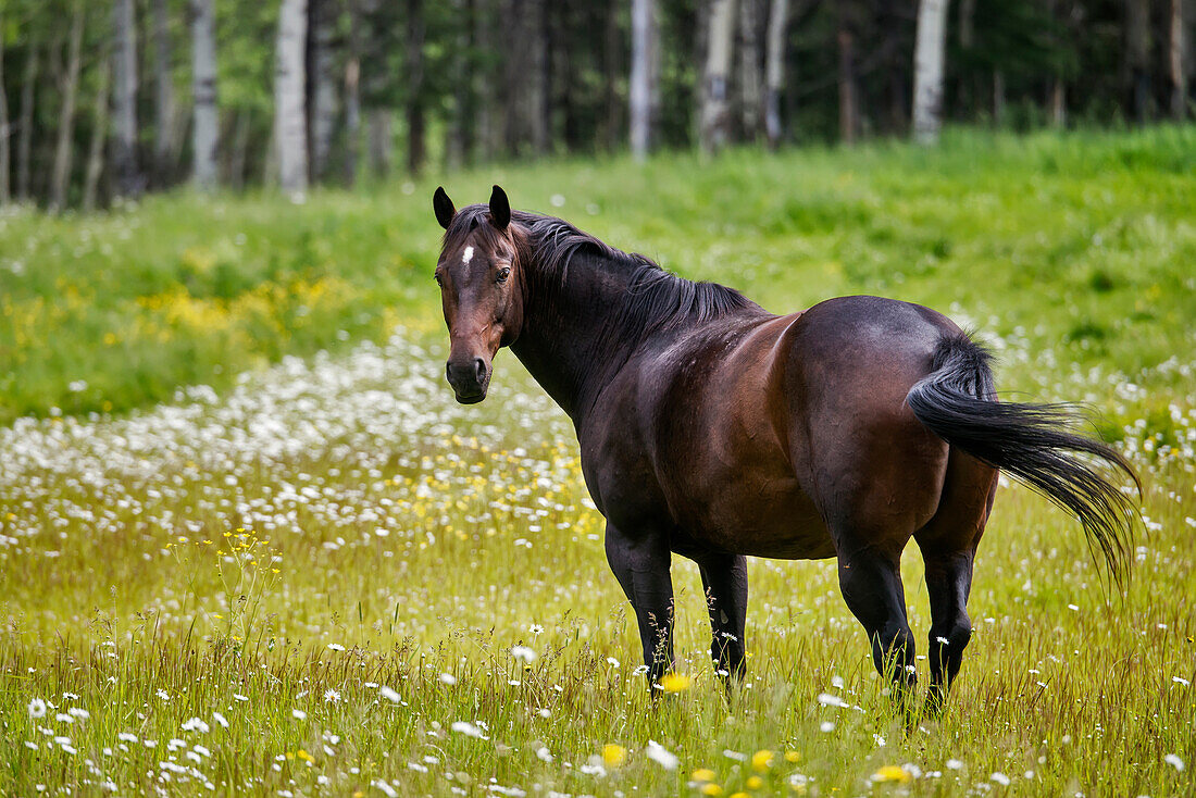 'Horse In A Field; British Columbia, Canada'