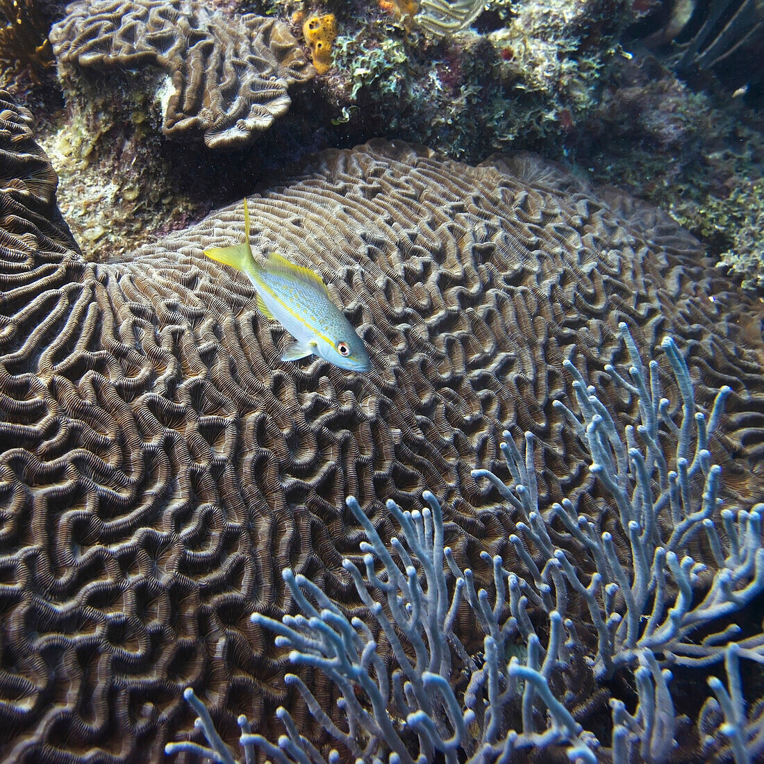 'Marine Life And A Coral Reef; Utila, Bay Islands, Honduras'