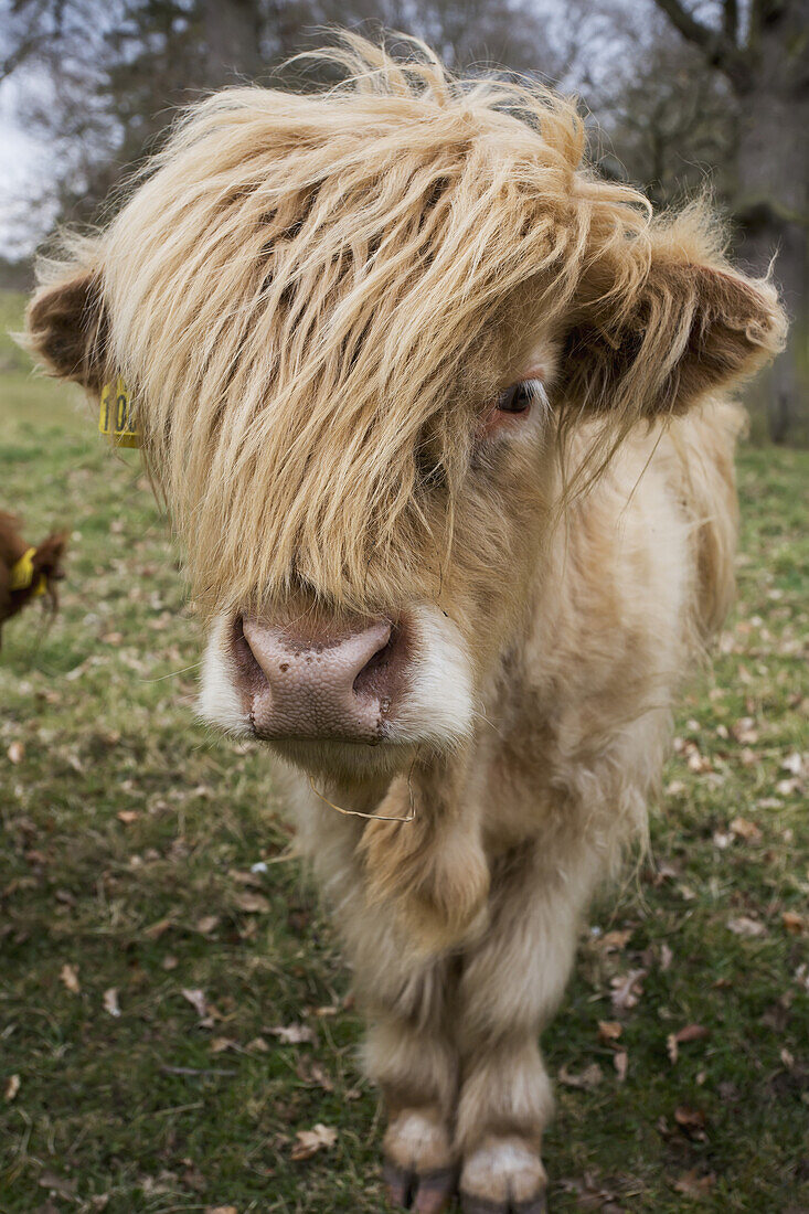 'Cow With Long Hair Over It's Face; Scottish Borders, Scotland'
