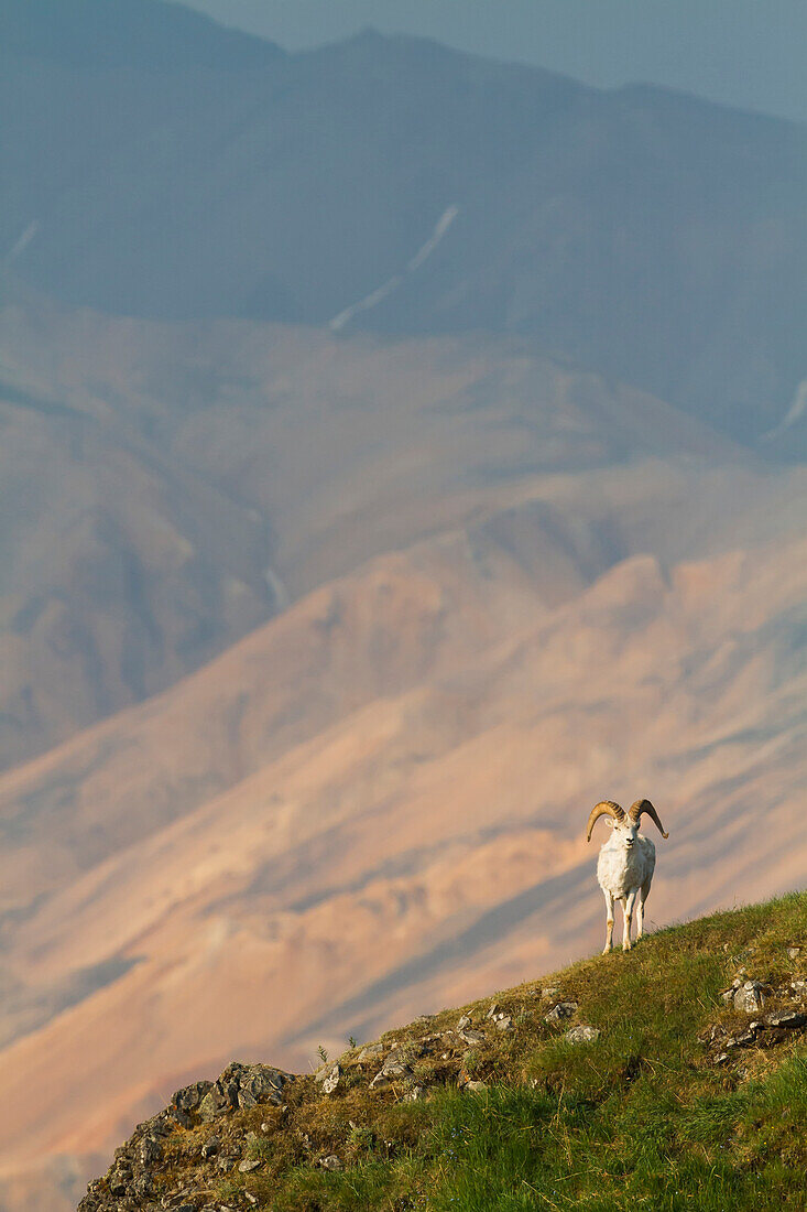 'A Dall Sheep (Ovis Dalli) Ram Stands On A Ridge With A Broad Valley And Mountains In The Background In Denali National Park And Preserve; Alaska, United States Of America'