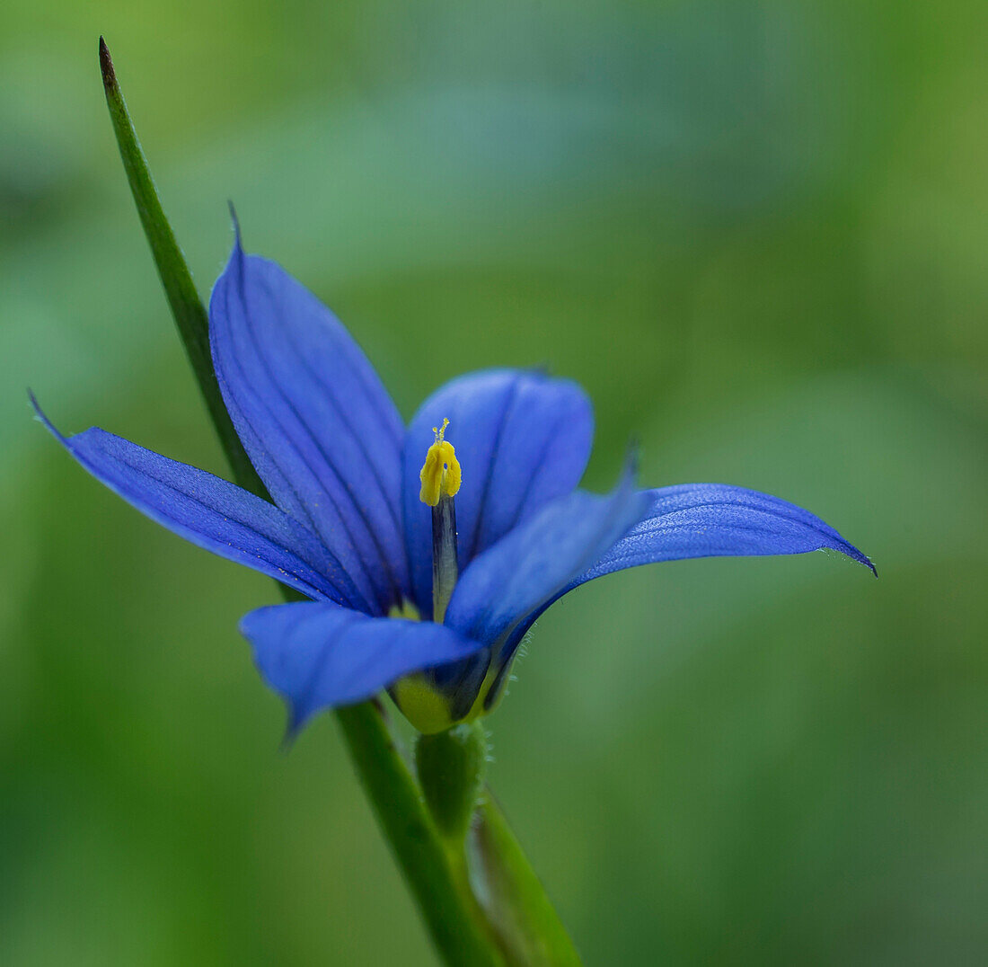 Blauäugiges Gras (Sisyrinchium Montanum); Ontario, Kanada