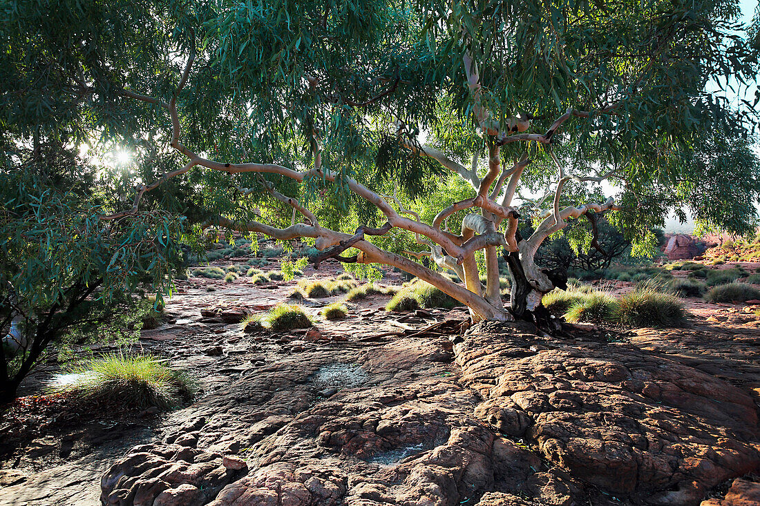 'Kings Canyon; Northern Territory, Australia'