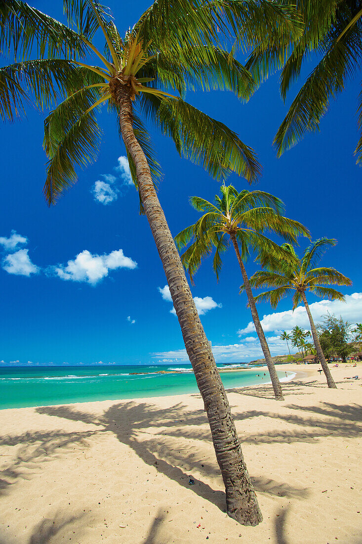 'Palm trees on the beach in Salt Ponds State Park; Kauai, Hawaii, United States of America'