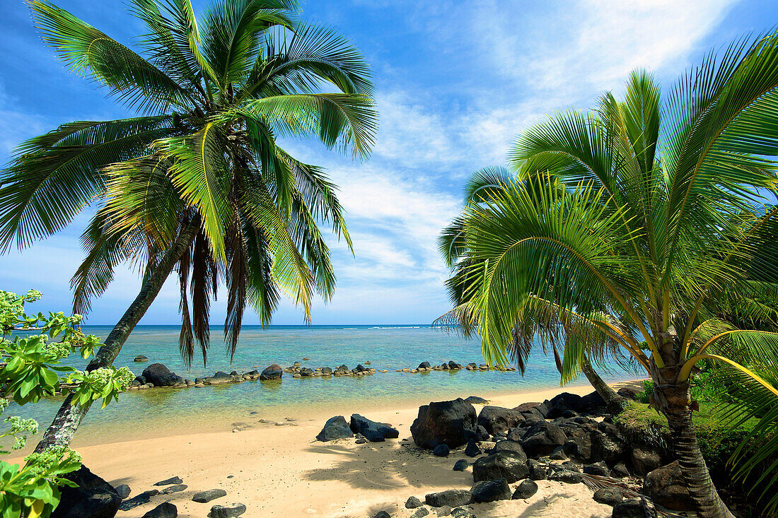 'Palm trees on Anini Beach; Kauai, Hawaii, United States of America'