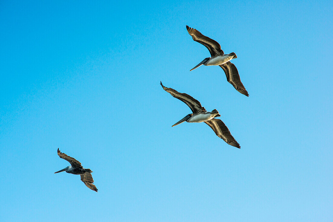 'Brown Pelicans (Pelecanus Occidentalis) In A Blue Sky; Ilwaco, Washington, United States Of America'