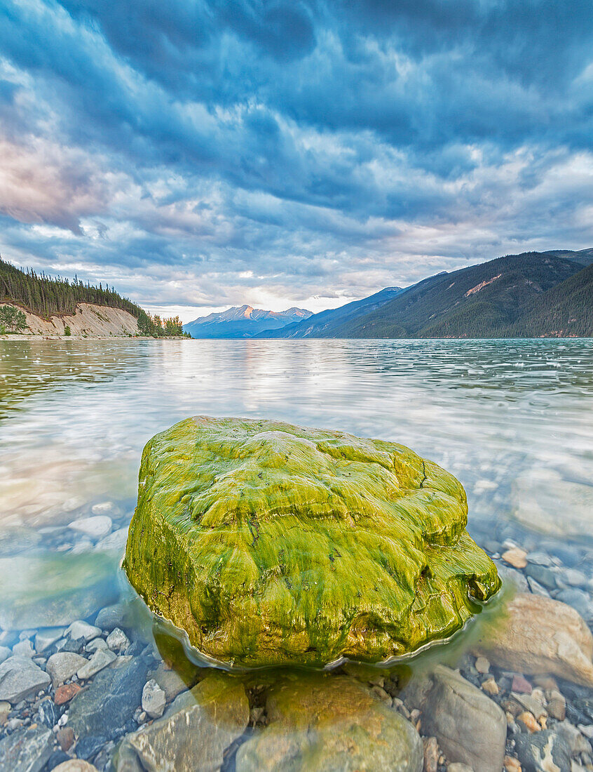 'Algae covered rock in Muncho Lake; British Columbia, Canada'