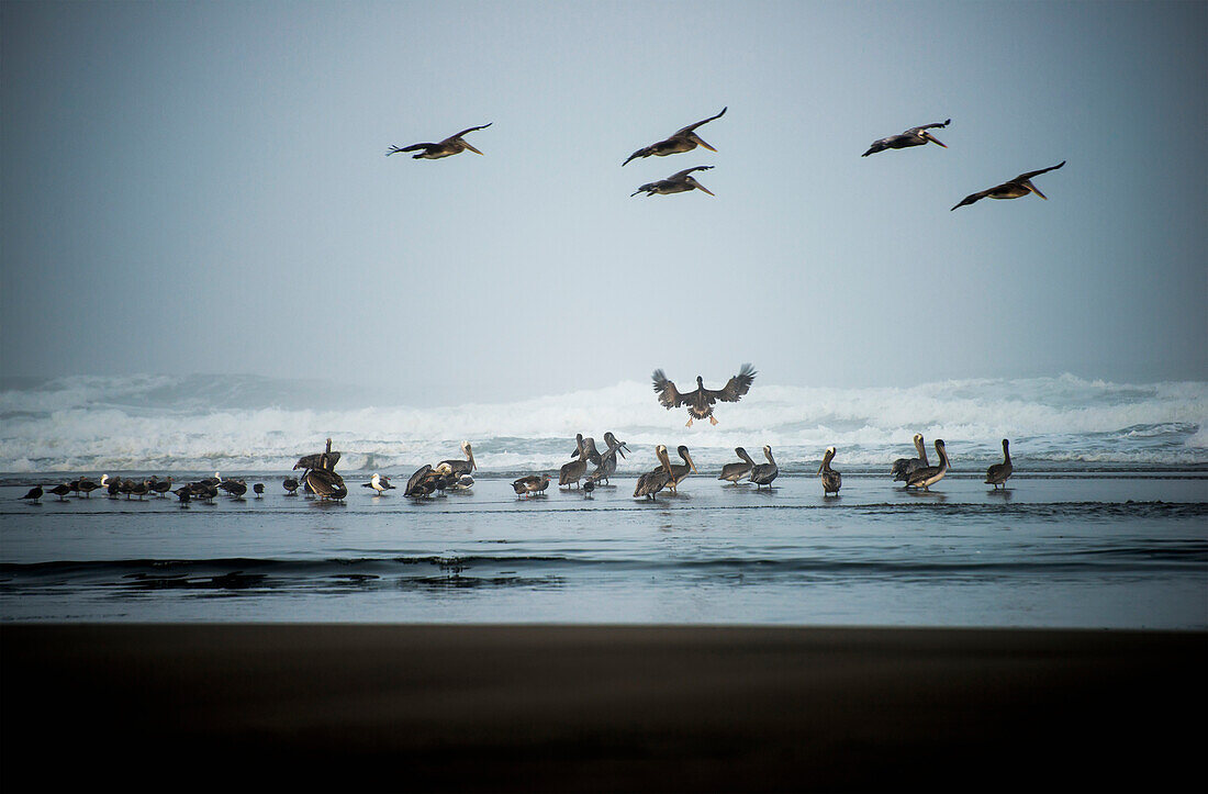 'Brown Pelicans (Pelecanus Occidentalis) Land On A Beach; Ilwaco, Washington, United States Of America'
