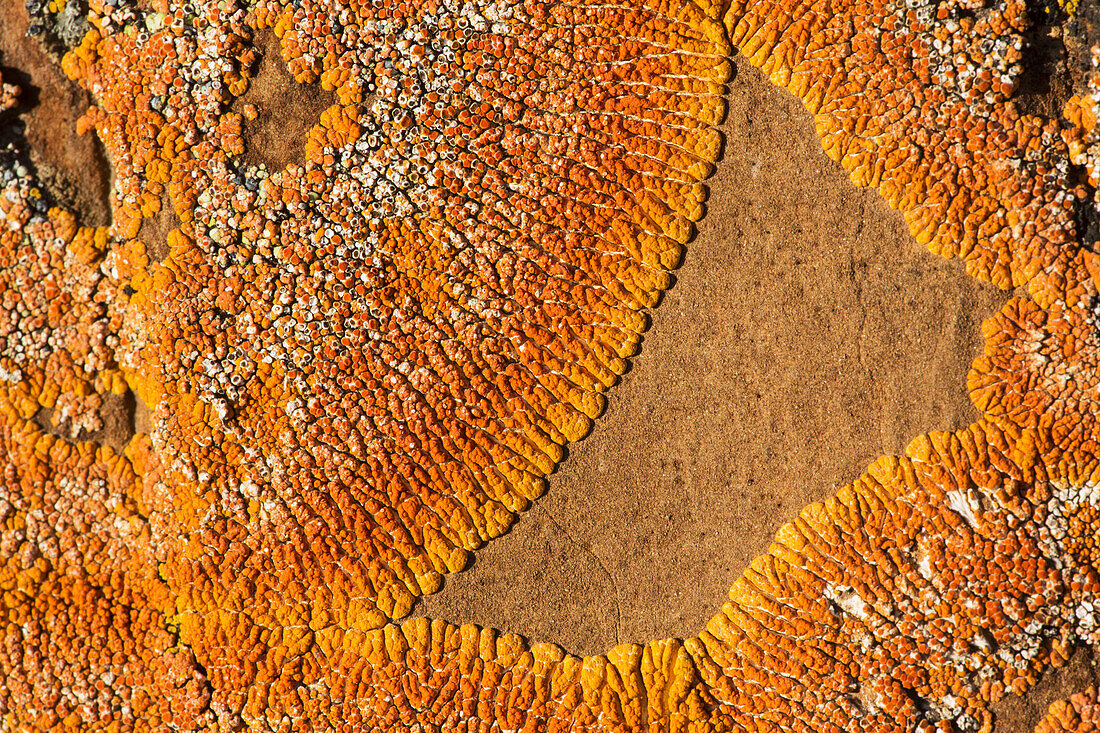 'Lichen on rocks, Red Rock Coulee; Alberta, Canada'