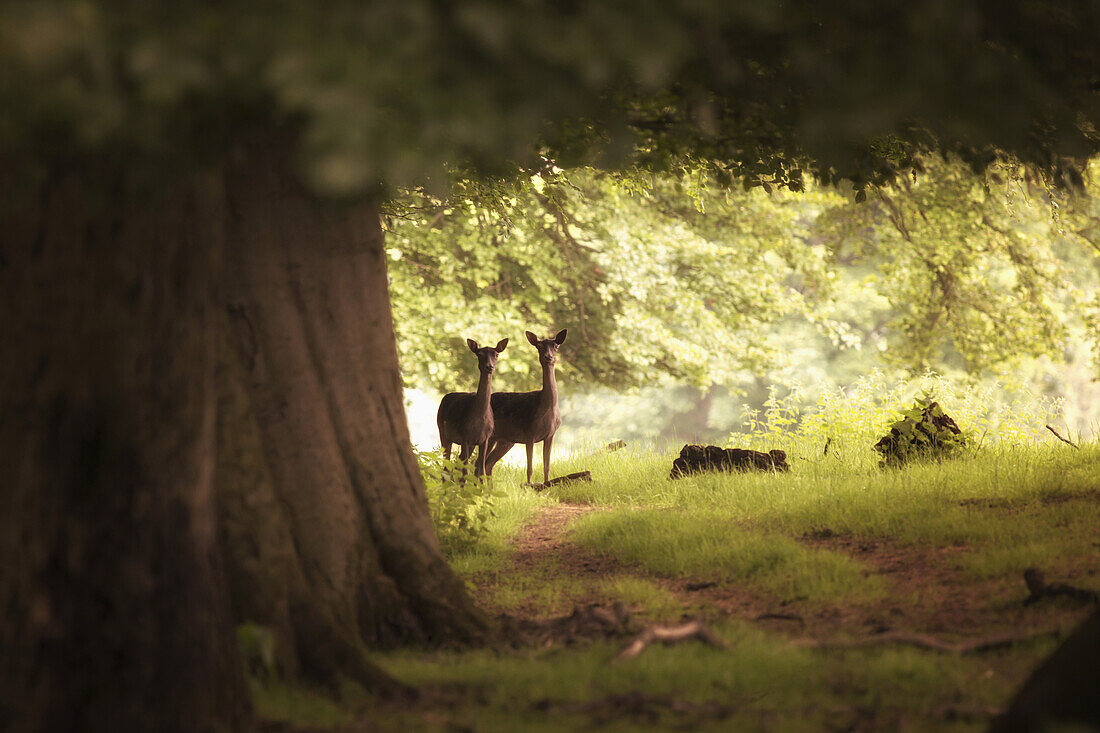 'Two deer standing together under a large tree with sunlight illuminating the foliage; Yorkshire, England'