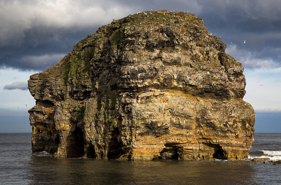 'Birds landing on a large, rugged rock formation in the water; South Shields, Tyne and Wear, England'