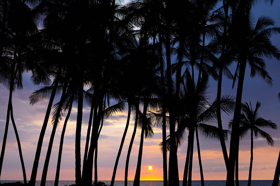 'Silhouette of palm tree along the coastline at sunset; Big Island, Hawaii, United States of America'