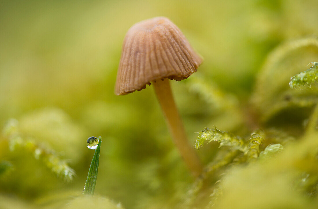 'A tiny mushroom grows in the moss; Astoria, Oregon, United States of America'