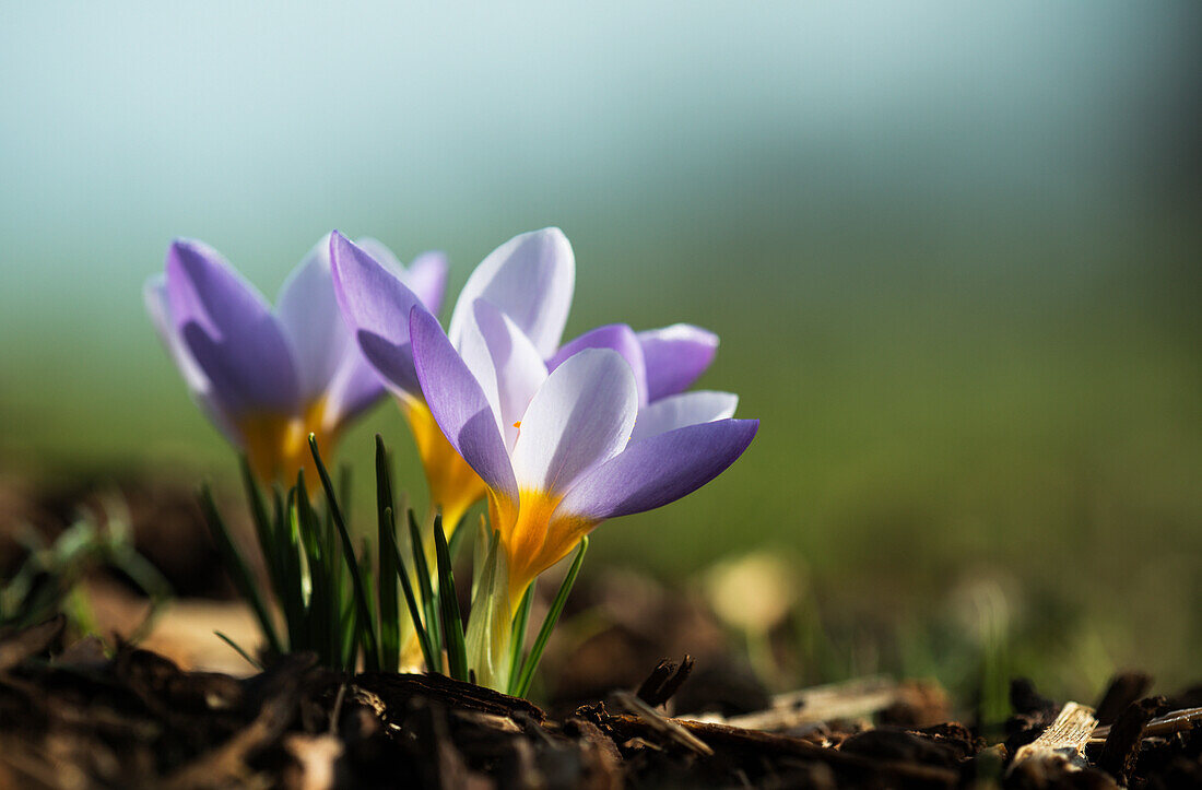 Blühende Krokusse im Frühling; Astoria, Oregon, Vereinigte Staaten von Amerika'