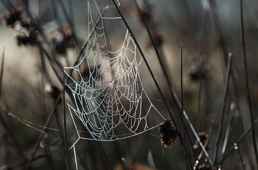 'A spider's web collects dew on a summer morning; Astoria, Oregon, United States of America'