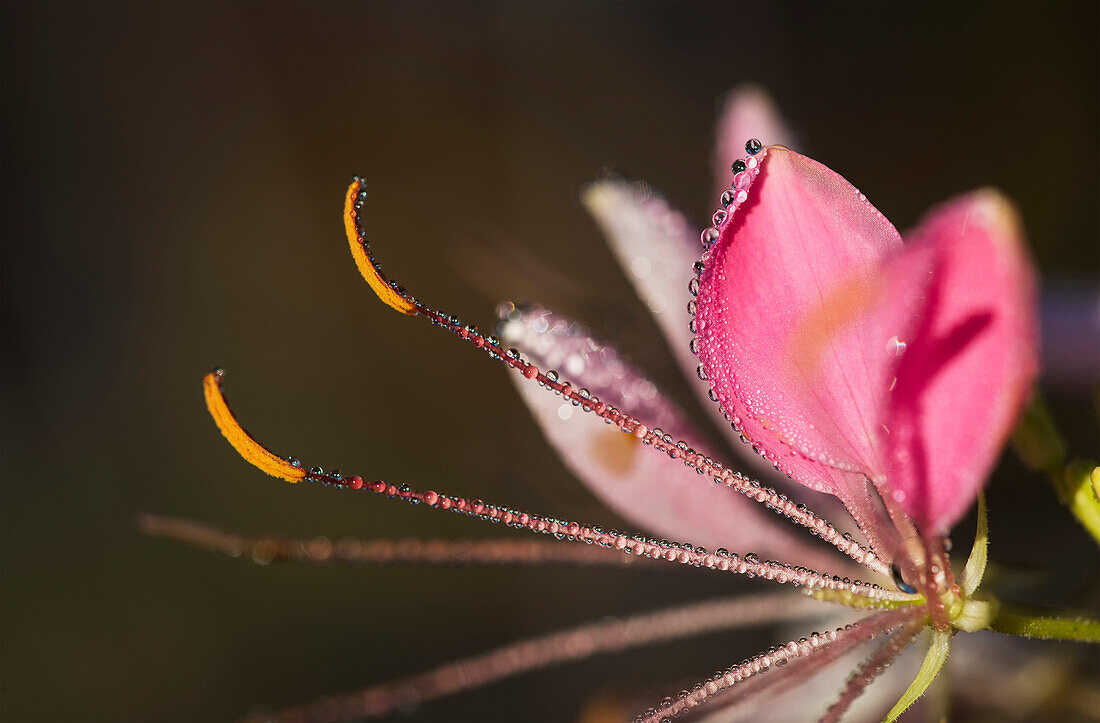 'Dew adorns a bee plant; Astoria, Oregon, United States of America'
