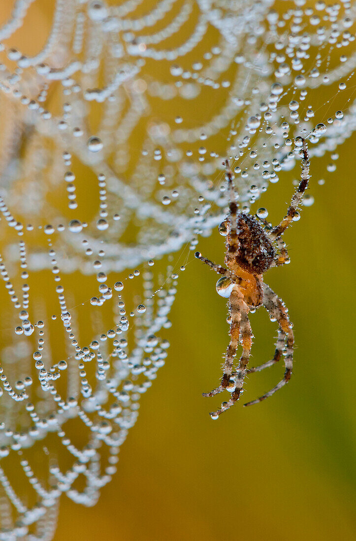 'A spider tries to dry off; Astoria, Oregon, United States of America'