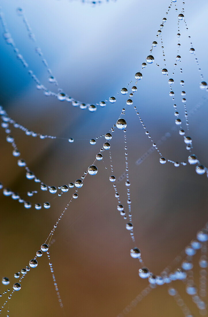 'A spider's web captures dew drops; Astoria, Oregon, United States of America'