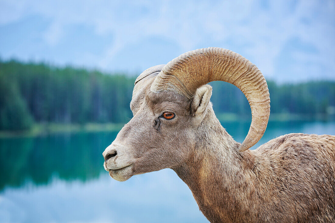 'Bighorn Sheep (Ovis canadensis), Banff National Park; Alberta, Canada'