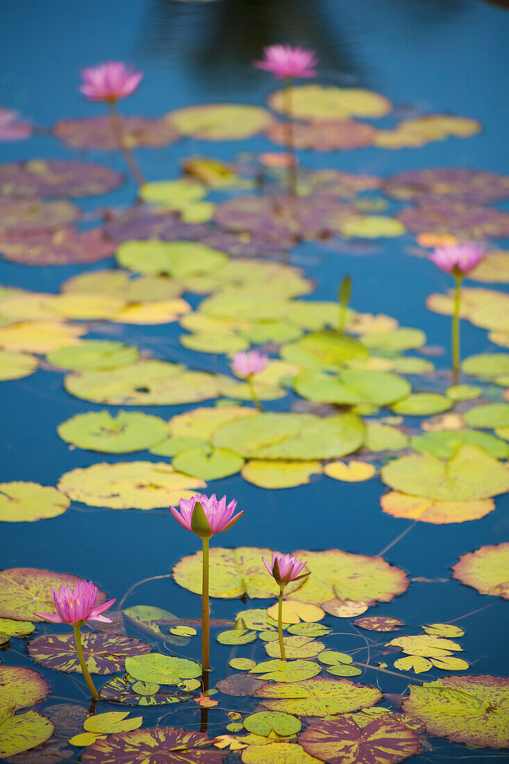'Water lilies in bloom; Maui, Hawaii, United States of America'
