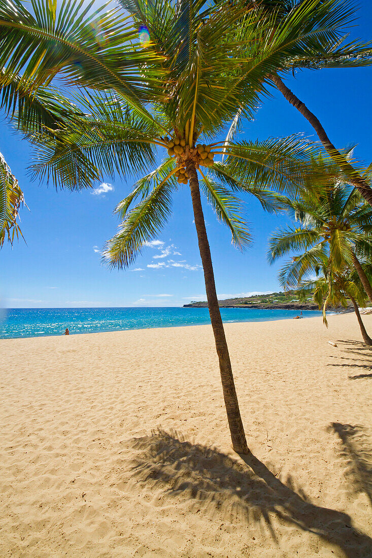 'Palm tree on Hulopoe Beach, Manele Bay; Lanai, Hawaii, United States of America'