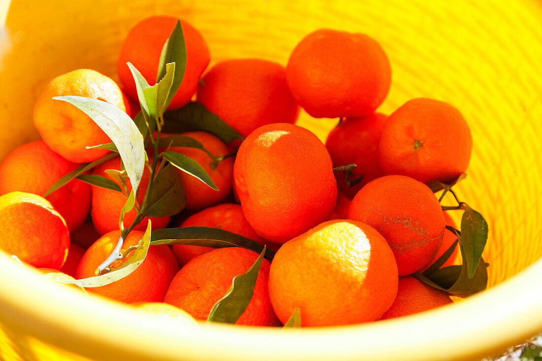 A bucket full of mandarines, Noto, Syracuse, Sicily, Italy